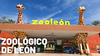 [4K] Recorriendo todo el Zoológico de León | Guanajuato