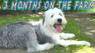 This Old English Sheepdog Puppy was Made for Farm Life