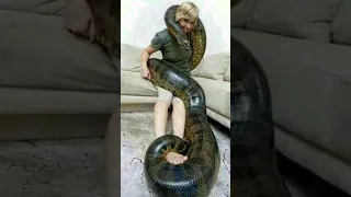 QUAL A MAIOR COBRA DO MUNDO?