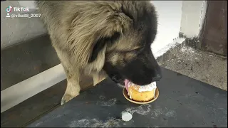 Незнакомое лакомство) С праздником, Вас друзья!!! #кавказская_овчарка