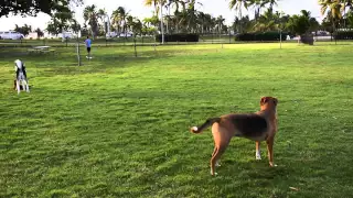 299-Haulover Beach, Bark Park, 5/15/2015