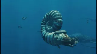 Spirals in Time: What Can Ammonites Teach Us About Life in Ancient Oceans?’ with James Witts