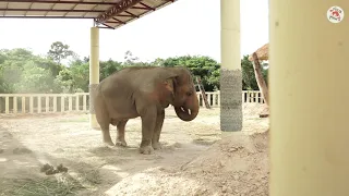 #FreeKaavan 🐘: An elephantastic new life! | FOUR PAWS | www.four-paws.org