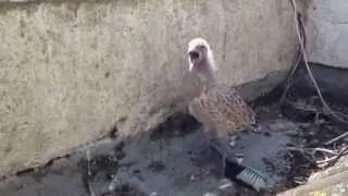 Baby Seagull Calls to its mother who then drops food
