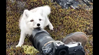 Encounter a young wild white Arctic Fox in Greenland