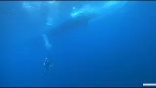 Cortes Bank Dive