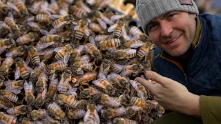 How Early In The Season Can You Split A Beehive?