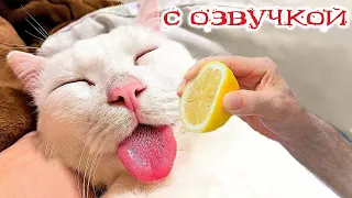 Приколы с котами   С ОЗВУЧКОЙ! СМЕШНЫЕ ЖИВОТНЫЕ  - Смешные КОТЫ И СОБАКИ! Я РЖАЛ ДО СЛЁЗ!