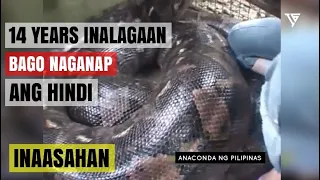 24 FT ANACONDA GIANT LIKE IN THE PHILIPPINES | Biggest Snake in Captivity  Malaking Ahas  Pilipinas