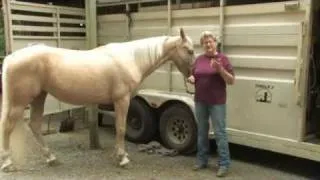 Horse Breed for Trail Riding