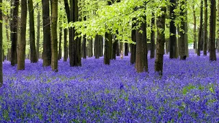 Bluebells in the woods | An enchanted forest walk among the bluebells