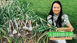 [ENG SUB] 种大蒜手册大全出芽率100%丰收蒜苗蒜苔有机大蒜 How To Plant Garlic For Massive Production