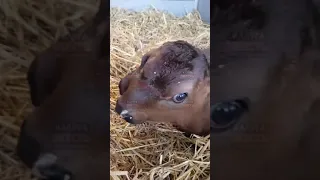 Двухголовый теленок родился в Калужской области
