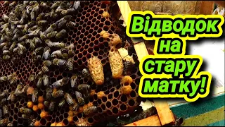 Відводок на стару матку, чи допоможе він від роїння. Ройова сім'я, що робити?