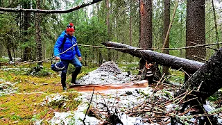 Грибник зашёл в хвойный лес и был в шоке! Грибов полно, руки устали резать! Грибы 2022 под снегом