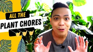 PLANT CHORES 💚 | Watering Plants, Repotting My Propagations, Philodendrons, Pon, LECA | PLANT VLOG 😍