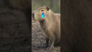 Respect The King of Capybara