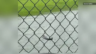 Baby alligator found on Hardin Jefferson baseball field