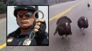 Turkeys Give Police Officers a Run for Their Money