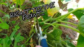 How to Prune Cucumber Plants For Healthy Plants and High Yield - Big Results in Days!