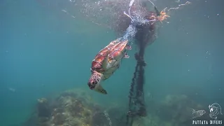 Спасение черепахи из сети | Turtle Rescue from Ghost Fishing Net | Scuba Diving Pattaya, Thailand