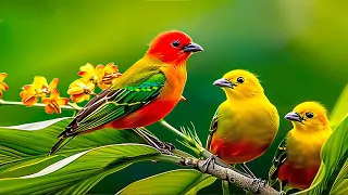Birdsong 4K ~ Bird Sounds Soothes Nervous, Restoration of Mind and Body: Reduce Anxiety & Depression