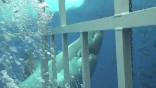 Большая белая акула   загляни в пасть СМЕРТИ!