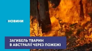 Понад мільярд тварин загинуло через пожежі в Австралії