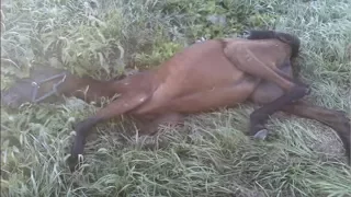 Teen Finds  Dying Horse Trapped In Woods—  But When She Looks Closer, She Never Anticipated THIS!