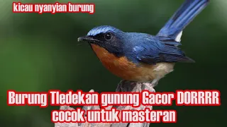 Tledekan Gunung Rewel Banget, Gacor Doorr... masteran burung