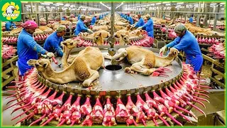 Excellent Camel Processing Factory and Camel Products | Food Factory