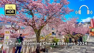 Japan - Earliest Blooming Cherry Blossoms 2024 Walking Tour [4K/HDR/Binaural]