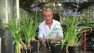 How to tidy up your agapanthus after flowering @stinkyditchnursery750 Aug ‘22