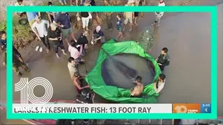 13 feet, 660 pounds: Record-breaking stingray caught in Cambodia