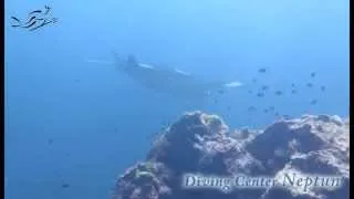 Diving with Manta Rays/ Дайвинг с мантами