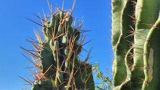 red dirt garden cacti and euphorbia