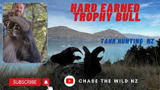 TAHR HUNTING NZ | 13" BULL ON LAST LIGHT | WALLABY & TAHR SNIPERING WITH THE 300 WIN MAG!