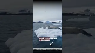 😻 Полярники показали морського леопарда, який "засмагає" на крижині