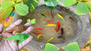 Most Amazing Catch Colorful Axolotl, Betta, turtle, Radtang, Spadefish, Koi, Betta, Tetra, Angel
