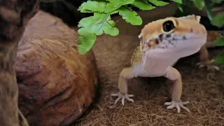 Cute Gecko #video #videoshow #animals #cute #reptiles #relax #drinking