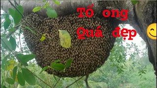 Bắt hai tổ ong mật trên cây bần bị ong bần đánh tới tấp #sanbatmientay #loithanhvlog #bắtongrừng
