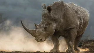 Носорог против бегемота, льва, слона, буйвола