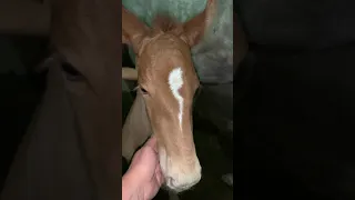 ¿Qué color será el potrillo? 🐴🐴🐴