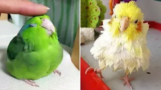 Smart And Funny Parrots Parrot Talking Videos Compilation (2023) - Cute Birds #42