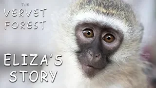 Pet Baby Monkey Joins New Monkey Family - The Vervet Forest - Eliza