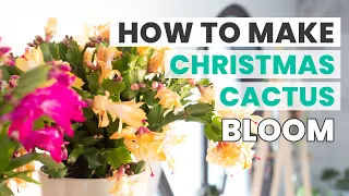 HOW TO MAKE CHRISTMAS CACTUS BLOOM | SUCCULENTS CARE TIPS