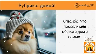 41 малыш уехал домой в Ноябре 2023. Приют для маленьких собак Домик Мелкашей.