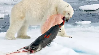 Top 5 scary Moments Polar Bear Hunting And Eating Seal Alive