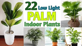 22 Low Light Indoor Palm Plants | Best Indoor Palm Plant Varieties | Plant and Planting