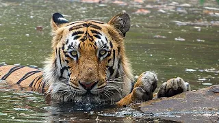 Junior Mowgli Male Tiger at Zari Peth & Keslaghat Gate Kolsa Zone Tadoba